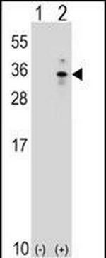 XBP1 Antibody in Western Blot (WB)