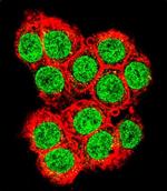 Ku70 Antibody in Immunocytochemistry (ICC/IF)