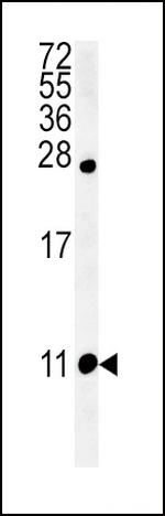 NPFF Antibody in Western Blot (WB)