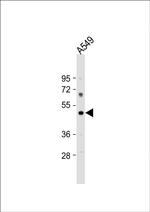 PTAFR Antibody in Western Blot (WB)