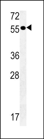 PTAFR Antibody in Western Blot (WB)