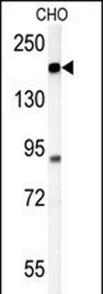 ATP11C Antibody in Western Blot (WB)