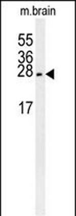 PMCH Antibody in Western Blot (WB)