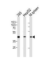 STEAP2 Antibody in Western Blot (WB)