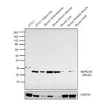 MARCH5 Antibody