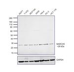 MARCH5 Antibody in Western Blot (WB)