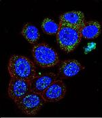 GAL Antibody in Immunocytochemistry (ICC/IF)