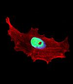 BHLHE41 Antibody in Immunocytochemistry (ICC/IF)