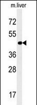 PAOX Antibody in Western Blot (WB)