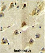 KCC2 Antibody in Immunohistochemistry (Paraffin) (IHC (P))