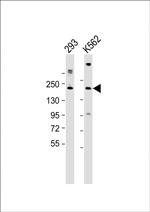 CUX1 Antibody in Western Blot (WB)