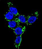 CYP2C19 Antibody in Immunocytochemistry (ICC/IF)