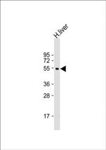 CYP2C19 Antibody in Western Blot (WB)