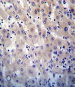 HPRT1 Antibody in Immunohistochemistry (Paraffin) (IHC (P))