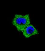 SMAD7 Antibody in Immunocytochemistry (ICC/IF)