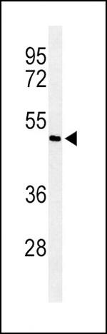 SMAD7 Antibody in Western Blot (WB)