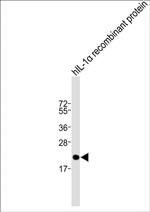 IL-1 alpha Antibody in Western Blot (WB)