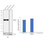 Calreticulin Antibody