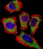 Carbonic Anhydrase II Antibody in Immunocytochemistry (ICC/IF)