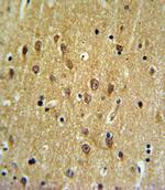 EHD3 Antibody in Immunohistochemistry (Paraffin) (IHC (P))