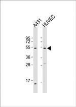 Fibulin 3 Antibody in Western Blot (WB)