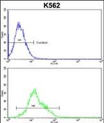 AMPD2 Antibody in Flow Cytometry (Flow)