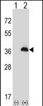 PEX16 Antibody in Western Blot (WB)