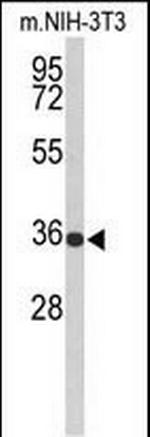 SLC25A17 Antibody in Western Blot (WB)