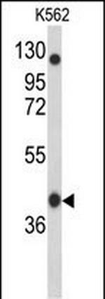 APOBEC3F Antibody in Western Blot (WB)