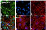 XDH Antibody in Immunocytochemistry (ICC/IF)