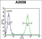 GFPT2 Antibody in Flow Cytometry (Flow)