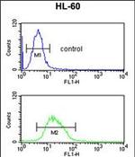 RNaseH2C Antibody in Flow Cytometry (Flow)