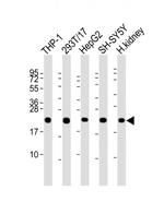 GPX1 Antibody in Western Blot (WB)