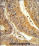 CXXC4 Antibody in Immunohistochemistry (Paraffin) (IHC (P))