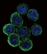 EXT2 Antibody in Immunocytochemistry (ICC/IF)