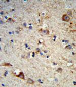 EXT2 Antibody in Immunohistochemistry (Paraffin) (IHC (P))