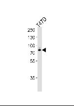 EXT2 Antibody in Western Blot (WB)