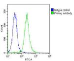 HBA2 Antibody in Flow Cytometry (Flow)