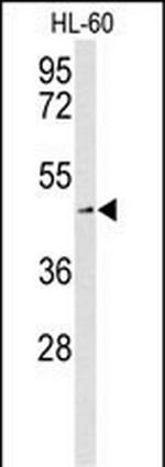 ASCT2 Antibody in Western Blot (WB)