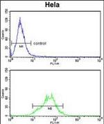 LDHA Antibody in Flow Cytometry (Flow)