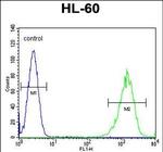 LFNG Antibody in Flow Cytometry (Flow)