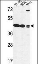 LFNG Antibody in Western Blot (WB)