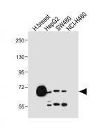 OATP2 Antibody in Western Blot (WB)