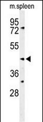 SGMS2 Antibody in Western Blot (WB)