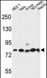 Gephyrin Antibody in Western Blot (WB)