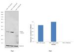 STING Antibody