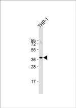 STING Antibody in Western Blot (WB)