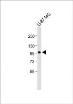 MAP4K3 Antibody in Western Blot (WB)