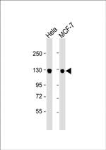 GTSE1 Antibody in Western Blot (WB)