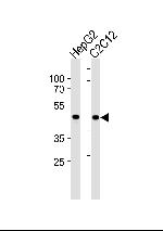 SMAD3 Antibody in Western Blot (WB)